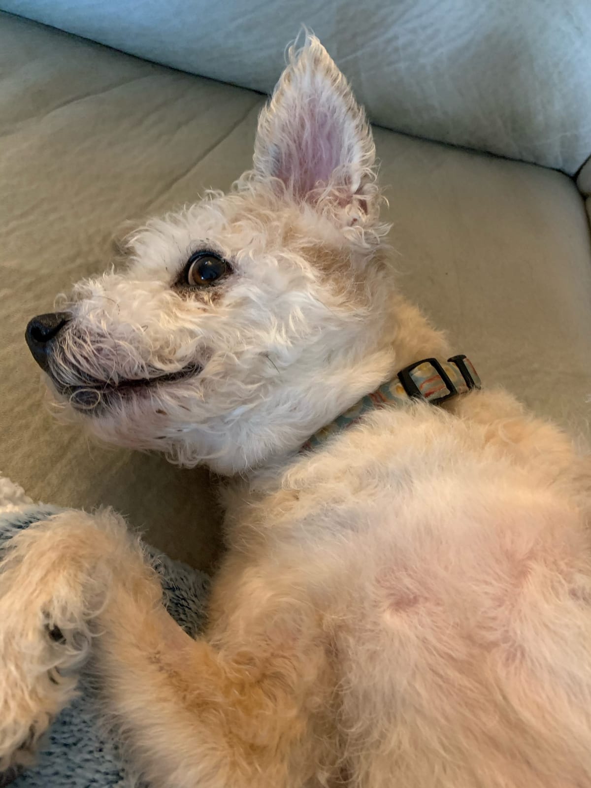 From My Brain: Saying Goodbye to my Dog